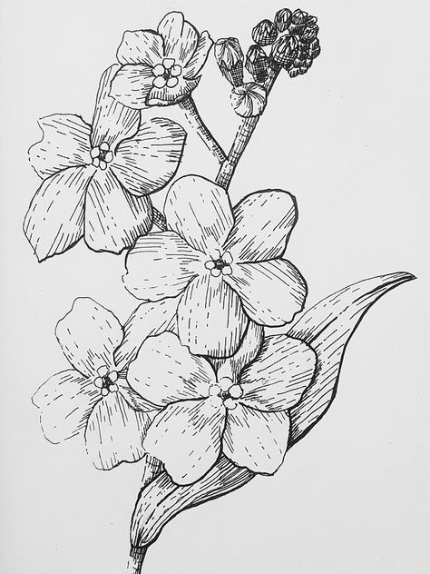 Forget Me Not Flowers Drawing, Forget Me Not Drawing, Forget Me Nots Flowers, Forget Me Not Flowers, Flowers Drawing, Art Resources, Flower Sketches, Skull Drawing, Forget Me Not