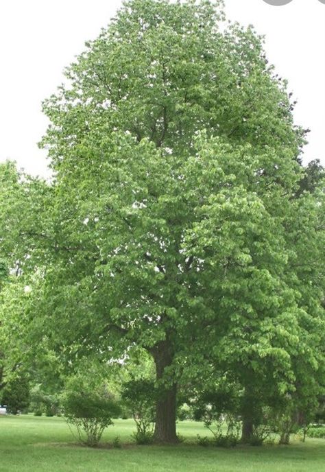 The Linden Tree in Germany- At the Heart of Germany Foliage Reference, Tilia Americana, Linden Leaf, Tall Plant, Linden Tree, Street Trees, Lime Tree, Oak Trees, Starter Plants