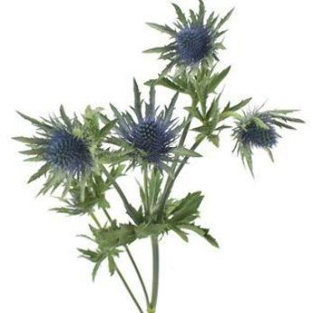 Blue Thistle Flower, Wedding Flower Guide, Blue Thistle, Flower Guide, Wedding Themes Fall, Thistle Flower, Blue Wedding Flowers, Flower Meanings, Flowers Ideas