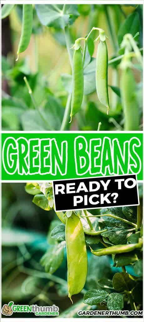 When To Harvest Green Beans, Harvesting Green Beans, Garden Green Beans Recipe, Garden Green Bean Recipes, Grean Beans, Italian Green Beans, Growing Green Beans, Snap Beans, Bean Varieties