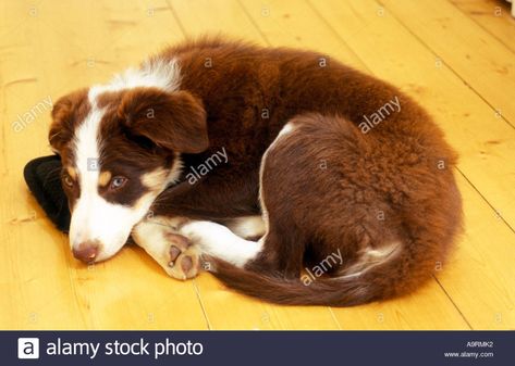 Border Collie Art, Border Collie Puppy, Collie Puppy, Collie Puppies, Border Collie Puppies, Tri Colour, Up Dog, Brown Dog, Puppy Dog