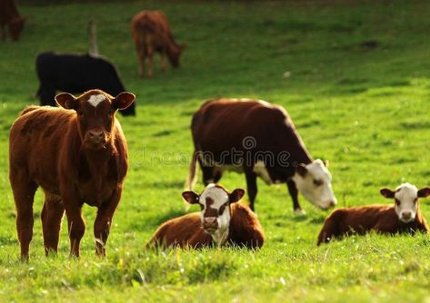 Cattle Grazing Fields, Grazing Cattle, Cattle Grazing, Sketchbook Spreads, Watercolor Paper Texture, White Nature, Jesus Painting, Recipe Images, The Field