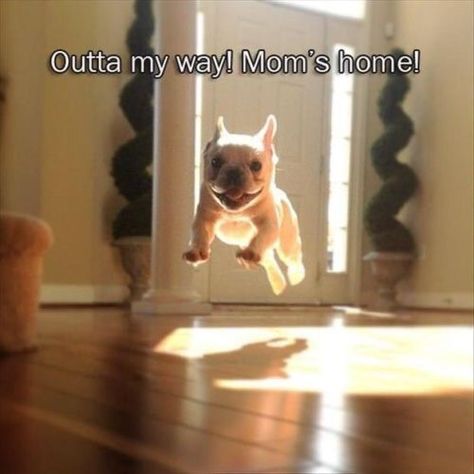 French Bulldog Memes, Boxer Dogs Funny, French Bulldog Funny, Funny French, No Bad Days, Memes Video, Pugs Funny, French Bulldog Puppies, Funny Animal Memes