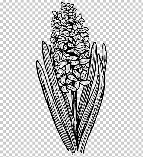 Hyacinth Tattoo, Rose Flower Sketch, Spider Web Drawing, Dandelion Drawing, Artwork Black And White, Drawing Apple, Botany Illustration, Emoji Coloring Pages, Leaf Png