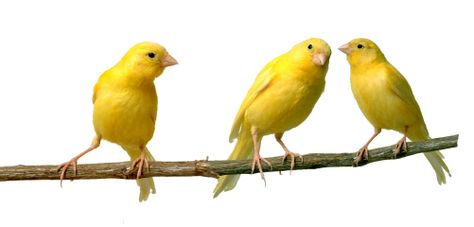 People Skills Excellence for Leadership, Customer Service, Teamwork, and Employee Engagement. 908.595.1515 USA Canary Singing, Canary Birds, Yellow Birds, Most Beautiful Birds, Bird Wallpaper, Yellow Bird, Canary Yellow, Exotic Birds, Mellow Yellow