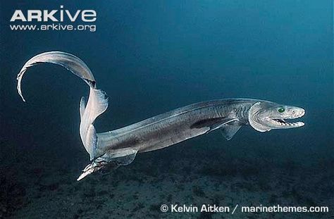 The Dive Shack Tides: Creature Feature: Frilled Shark - "The Living Fossil" Frilled Shark, Deep Sea Life, Creature Marine, Deep Sea Creatures, Shark Swimming, Underwater Creatures, Deep Sea Fishing, Creature Feature, Weird Creatures