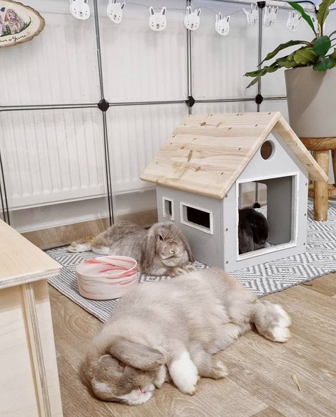 Pet Bunny House, Indoor Bunny House, Diy Bunny Cage, Indoor Rabbit House, Indoor Rabbit Cage, Bunny Hutch, Rabbit House, Bunny Room, Pet Bunny Rabbits