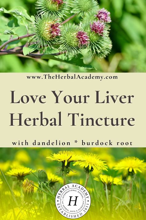 Love Your Liver Herbal Tincture | Herbal Academy | Exposure to chemicals in the air and water can become taxing on the liver. Check out this liver tincture recipe for healthier liver function. Liver Tincture, Natural Liver Detoxification, Dandelion And Burdock, Tinctures Recipes, Herbal Academy, Herbal Medicine Recipes, Liver Function, Liver Detoxification, Herbal Tinctures