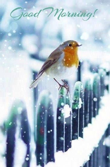 Good+Morning+winter+snow+morning+good+morning+morning+quotes+good+morning+quotes Animals Tattoo, Happy December, Winter Bird, Pretty Birds, Little Birds, Christmas Animals, Winter Scenes, Bird Watching, 귀여운 동물