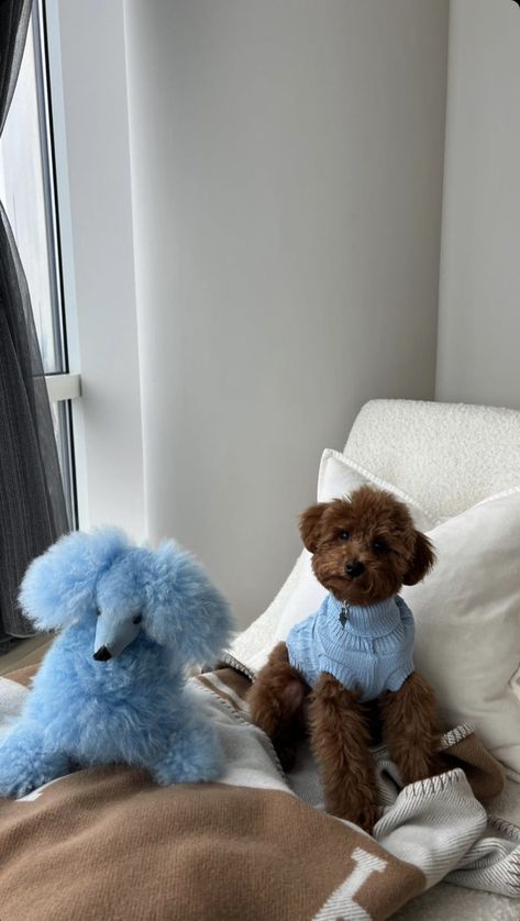 Poodle Outfit, Dogs Poodle, Goldendoodle Grooming, Stylish Dog Beds, Puppy Photography, Dog Mommy, Super Cute Puppies, Dog Kennel Outdoor, Therapy Animals