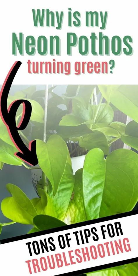 Is your neon pothos turning green? Find out how to care for your plant effectively and prevent it from losing its vibrancy. Neon Pothos Care, Pothos Plants, Neon Pothos, Pothos Plant, Indoor Plants, Lush, Turning, Neon, Turn Ons