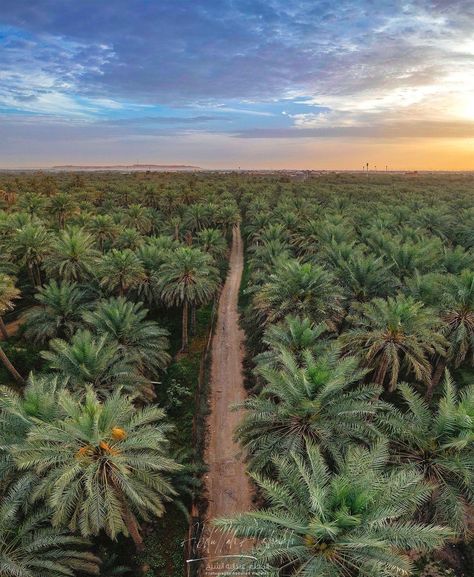 Palm trees 🌴 in Al Ahsa 🇸🇦. Life In Saudi Arabia, July 15, Saudi Arabia, Palm Tree, Palm Trees, Embroidery Design, Embroidery Designs, Trees, Entertainment