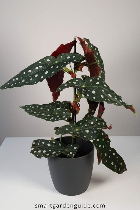 Polka Dot Begonia care guide, covering all aspects of looking after Begonia maculata. I cover everything you need to know to grow these stumming houseplants, including watering, fertilizing, soil, humidity, temperatures, pruning, repotting, as well as how to fix and prevent all the common houseplant care problems. These stunning houseplants are beautiful and fairly ease to look after, with beautiful foliage and stunning flowers. Begonia Maculata, Tanaman Indoor, Plant Goals, Plants Are Friends, Plant Aesthetic, House Plants Decor, Pretty Plants, Plant Illustration, Plant Mom