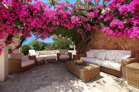 Bougainvillea vines cover a pergola in this outdoor oasis! #outdoorspaces #springflowers Outdoor Seating Area, Bougainvillea, Exotic Plants, Outdoor Rooms, Dream Garden, Small Backyard, Backyard Patio, Outdoor Seating, Seating Area