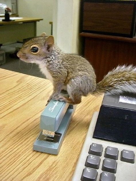 Squirrel Pictures, Cute Squirrel, Baby Squirrel, A Squirrel, Hamsters, Rodents, Cute Creatures, Sweet Animals, Chipmunks