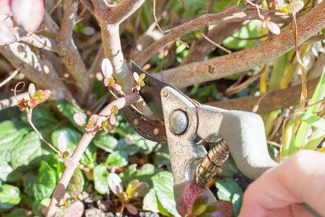 How to Prune Azaleas | Hunker Pruning Azaleas, When To Prune Roses, Pruning Hydrangeas, Pruning Roses, Garden Prepping, Floribunda Roses, Rose Seeds, Types Of Roses, Shrub Roses