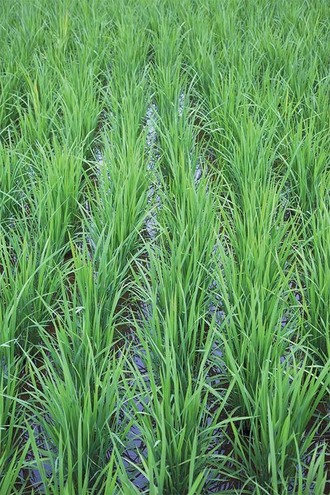 Rice Patty, Growing Rice, Rice Farming, Agriculture Photography, How To Grow Watermelon, Rice Plant, Farming Technology, Tattoo Plant, Growing Fruit Trees