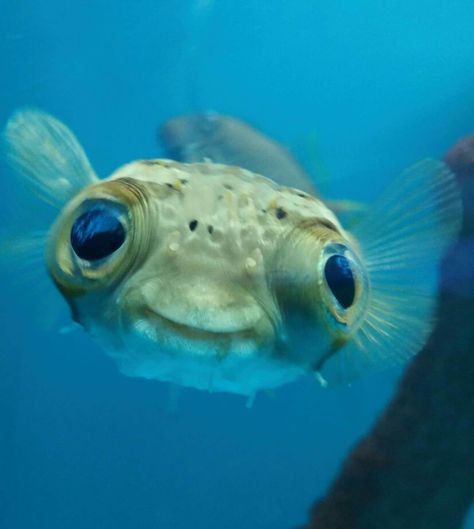 Is it me, or does this puffer fish look a bit like E.T? Aquatic Animal, Creature Marine, Fish Face, Water Creatures, Weird Fish, Puffer Fish, Water Animals, Beautiful Sea Creatures, Cute Fish