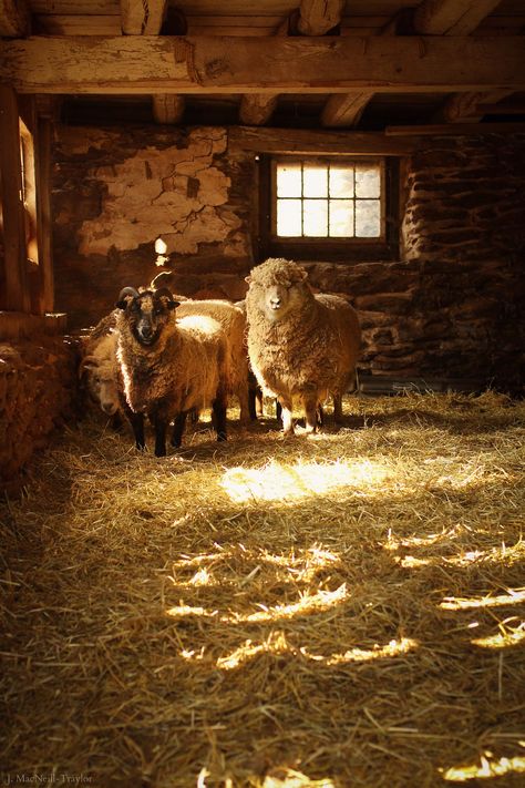 Baa Baa Black Sheep, Photographie Portrait Inspiration, Sheep Farm, Sheep And Lamb, Farms Living, Old Barns, Old Farm, Country Farm, Country Life