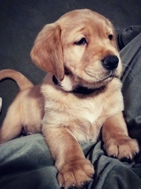 Goldador Puppy, Goldador Dog, Mixed Breed Puppies, Blue Frenchie, Poodle Puppy Standard, Golden Retriever Mix, Dog Whisperer, Hybrid Dogs, Retriever Puppies