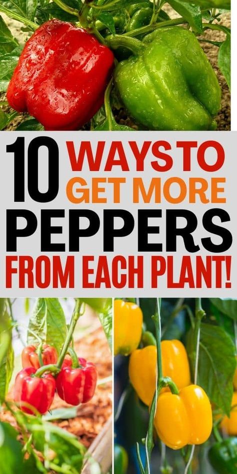 How Many Bell Peppers Per Plant Will Your Garden Produce? Growing Vegetables In Pots, Growing Peppers, Pepper Plant, Vegetable Garden Diy, Growing Veggies, Pepper Plants, Garden Veggies, Veg Garden, Container Gardening Vegetables