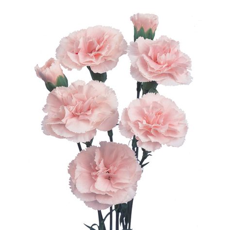 Pale Pink Carnations to be set with White Hydrangea on Pomanderes Pale Pink Carnations, Carnation Plants, Mini Carnations, Pink Carnations, Light Pink Rose, Carnation Flower, June Wedding, White Hydrangea, Pink Mini