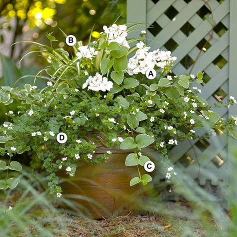 Geranium Planters, Flower Garden For Beginners, Garden Ideas Flower, Fall Container Plants, Growing Geraniums, Gemüseanbau In Kübeln, Licorice Plant, Garden For Beginners, Flower Garden Ideas