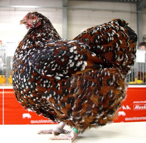 Jubilee Orpington Pekin Chicken, Chickens Breeds, Pet Chickens Breeds, Laying Chickens Breeds, Laying Chickens, Best Egg Laying Chickens, Egg Laying Chickens, Fancy Chickens, Chicken Life