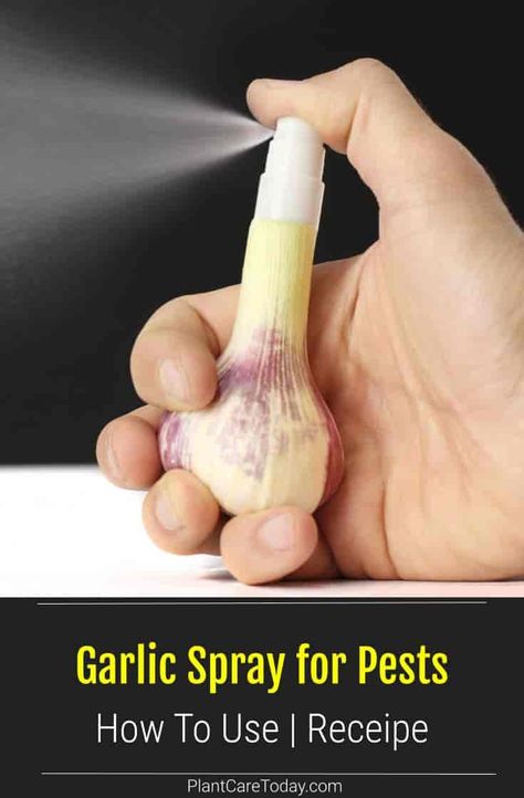 How To use a garlic spray for pests - garlic works in control or repelling pests on plants against a wide range of problems and insects Stink Bug Repellent, Bug Spray For Plants, Garden Pest Spray, Pest Spray, Natural Bug Spray, Natural Pesticides, Natural Bug Repellent, Stink Bugs, Garden Insects