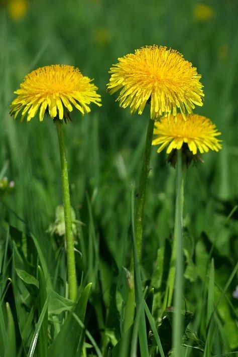 Dandelion Yellow Spring - Free photo on Pixabay Dandelion Reference Photo, Dandelion Reference, Yellow Dandelion Tattoo, Yellow Flower Pictures, Yellow Perennials, Dandelion Drawing, Yellow Dandelion, Dandelion Flowers, Dandelion Yellow