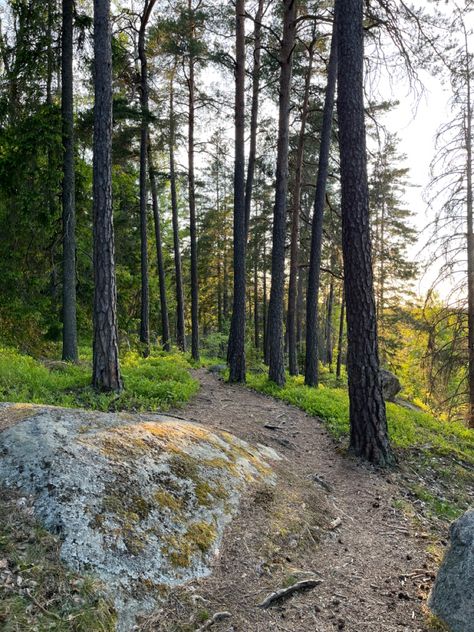 Forest Nature Aesthetic, Sweden Forest, Sweden Aesthetic, Travel Forest, Comfort Aesthetic, Stockholm Travel, Retreat Center, Stockholm Style, Forest Nature