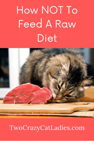 If you follow us, you know that we advocate to feed a raw diet to kitties for better health and longevity, however, you can do this wrong. I believe that the reason most conventional veterinarians discourage raw feeding is because many think this is just buying ground meat at the market and feeding that as a diet. Cat Raw Food, Homemade Raw Cat Food, Raw Cat Food Diet, Raw Cat Food Recipes, Homemade Cat Food, Sick Cat, Meat Diet, Cat Nutrition, Raw Meat