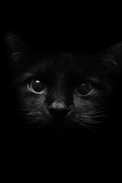 Black Cat | by Zircon Iolite Black Cat Aesthetic, Phone Android, Black Cat Art, Best Wallpaper, Cute Black Cats, Cat Photography, Cat Aesthetic, Hd Backgrounds, Arte Horror