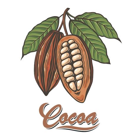 Shop Mural, Cocoa Plant, Cocoa Fruit, Nature Symbols, Chocolate Tree, Chocolate Logo, Branch Vector, Fruits Drawing, Fruit Vector