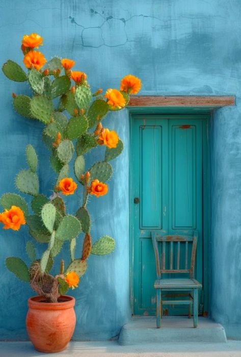 Cactus, Orange, Flowers