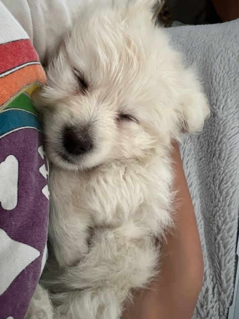 #dog #pup #cute #sleeping #sleep #sleeping #mini #puppy #baby #little #doglover #dogtrainingtips #dogtips #dogcare #dogpawing #tiktok #aesthetic #gardening #recipe #thesummeriturnedpretty Dogs Sleeping, Cute Fluffy Puppies, Aesthetic Gardening, Puppy Baby, Tiktok Aesthetic, Fluffy Puppies, Have A Shower, Sleeping Dogs, Cute Puppy