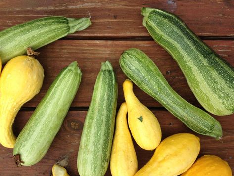 How to Preserve your Squash Harvest: Alternatives to Canning | Sow True Seed Grey Squash, Canning Squash, Delicate Squash, Freezing Squash, Winter Squash Varieties, Squash Zucchini, Squash Plant, Low Acid Recipes, Canning Pickles