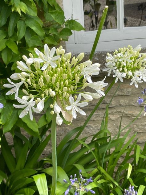 The Agapanthus Plant - How to Grow This Statuesque Star - Blooming Lucky Agapanthus Plant, Agapanthus Africanus, African Lily, Sustainable Flowers, Real Star, Flower Artwork, Free Plants, Drought Tolerant, Container Plants