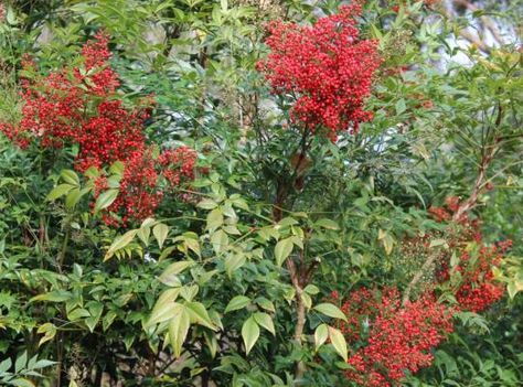 Nandina domestica Richmond Nandina Domestica, North Hills, Red Berries, Turn Ons