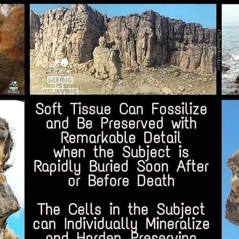 《SiB》 #TheRocksWereAlive on Instagram: "- #TheRocksWereAlive #GeologyIsHardenedBiology . . - Back up Accounts - ☆  @sibs_On_Insta ☆  @TheRocksWereAlive ☆  @the_rocks_were_alive ☆  @SiB_The_Giant_Hunter . . #giants #titans #arqueologia #mountians #mudfossils #sleepinggiants #geology #seeingisbelieving #petrified #petrification #SiBs_On_Insta #mudfossil #SiliconEra #nationalpark #prehistoric #Skullrock #geologia #Mythology #ourpast #ancientdestinations #enoch #rock #dragon #ancient #enoc Mudfossils Giants, Petrified Giants, Rock Dragon, Nephilim Giants, Forbidden Knowledge, Ancient Knowledge, Strange Things, Character Sketch, History Facts