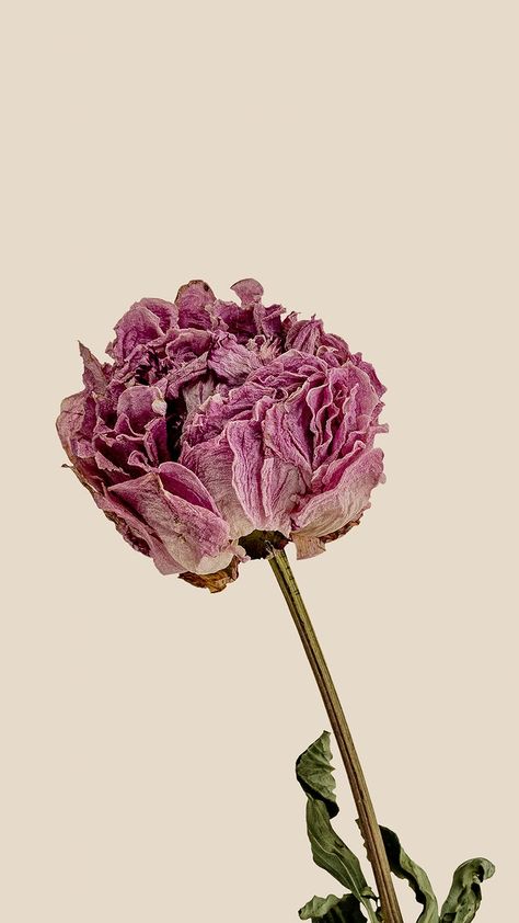 Dried pink peony flower on a beige background | premium image by rawpixel.com / Teddy Rawpixel Earth Tones Wallpaper Iphone, Minimalist Iphone Wallpaper, Feminine Wallpaper, System Wallpaper, Pink Peony Flower, Story Background, Iphone Wallpaper Winter, Background Flower, Flower Window