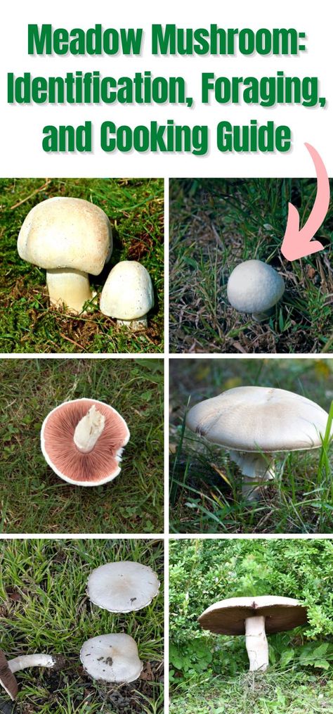 Meadow Mushroom: Identification, Foraging, and Cooking Guide Mushrooms Identification, Mushroom Book, Different Mushrooms, Foraging Mushrooms, Oyster Mushroom Recipe, Mushroom Farming, Lobster Mushroom, Edible Wild Mushrooms, Regrow Vegetables