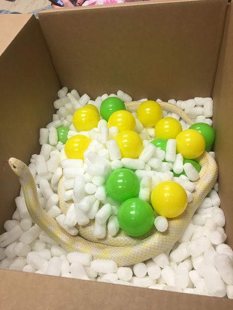 Snake enrichment - packing peanuts ball pit Reptile Enrichment Ideas, Corn Snake Enrichment, Ball Python Enrichment Ideas, Snake Jungle Gym, Snake Enrichment Diy, Snake Enrichment Ideas, Cool Snake Enclosures, Snake Playground, Ball Python Enrichment