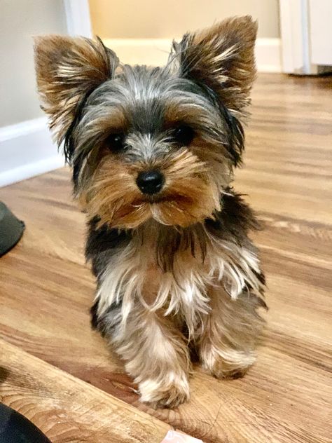 Yorkie Bichon Haircuts, Teddy Bear Yorkie Haircut, Yorkie Haircut Male, Morkie Haircut Hairstyles, Morkie Haircut, Yorkie Teddy Bear Cut, Morkie Haircuts, Teddy Puppy, Yorkie Puppy Cut