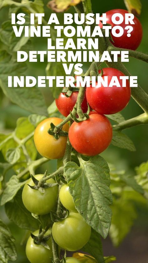 Learn the difference between bush and vine tomatoes -- determinate versus indeterminate. You'll be choosing the right tomato variety to grow in no time after reading this guide. Don't buy tomato seeds or starter plants until you know which type you want! Gardeningchannel.com Vine Tomatoes Growing, Indeterminate Vs Determinate Tomatoes, Bush Tomatoes, Early Girl Tomatoes, Keyhole Gardening, Indeterminate Tomatoes, Tomato Farm, Best Tasting Tomatoes, Growing Tomato