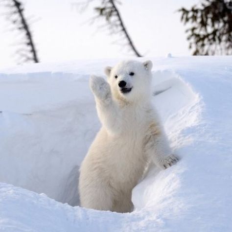 Polar Bear Images, Baby Polar Bears, Polar Animals, Cute Polar Bear, Great White Shark, Polar Bears, Wildlife Animals, Cute Animal Pictures, Woodland Creatures