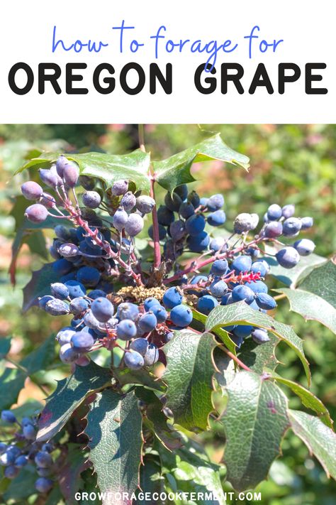 Oregon grape is an amazing native edible and medicinal plant! It's a wild bush native to Oregon and other western states with a variety of uses, both in cooking and in herbal medicine. Learn how to identify and forage for oregon grape in the summer, plus the many ways to use it! #forage #wildcrafting Summer Foraging, Medicinal Herbs Remedies, Herbs Remedies, Medicinal Wild Plants, Medicinal Weeds, Food Foraging, Edible Flowers Recipes, Wild Food Foraging, Grape Uses