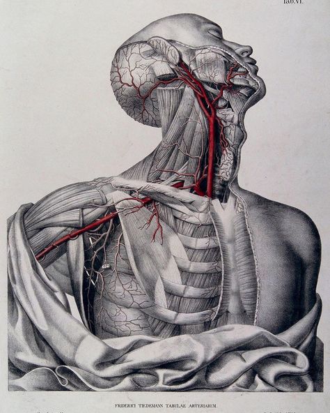 Vault Editions on Instagram: “Head, neck, shoulder and chest of a dissected male écorché, with arteries and blood vessels indicated in red. Coloured lithograph by Roux,…” Anatomy Flowers, Unsettling Art, Vintage Medical Art, Anatomy Posters, Anatomical Art, Anatomy Images, Head Anatomy, Art Alevel, Biology Art