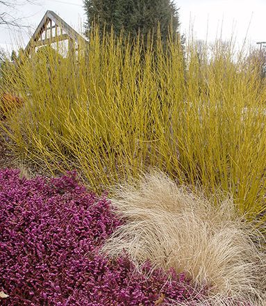 Cornus 'Yellow Twig' - Dogwood shrub for pond area Cornus Sericea, Yellow Twig Dogwood, Red Twig Dogwood, Twig Dogwood, Sun 7, Perennial Grasses, Grasses Garden, Color Palate, Botanic Gardens