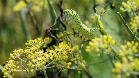 Bronze fennel: A surprising garden treasure Bronze Fennel, Swallowtail Caterpillar, Raising Butterflies, Best Herbs To Grow, Black Swallowtail, Milkweed Plant, Tcu Horned Frogs, Horned Frogs, Architecture Books